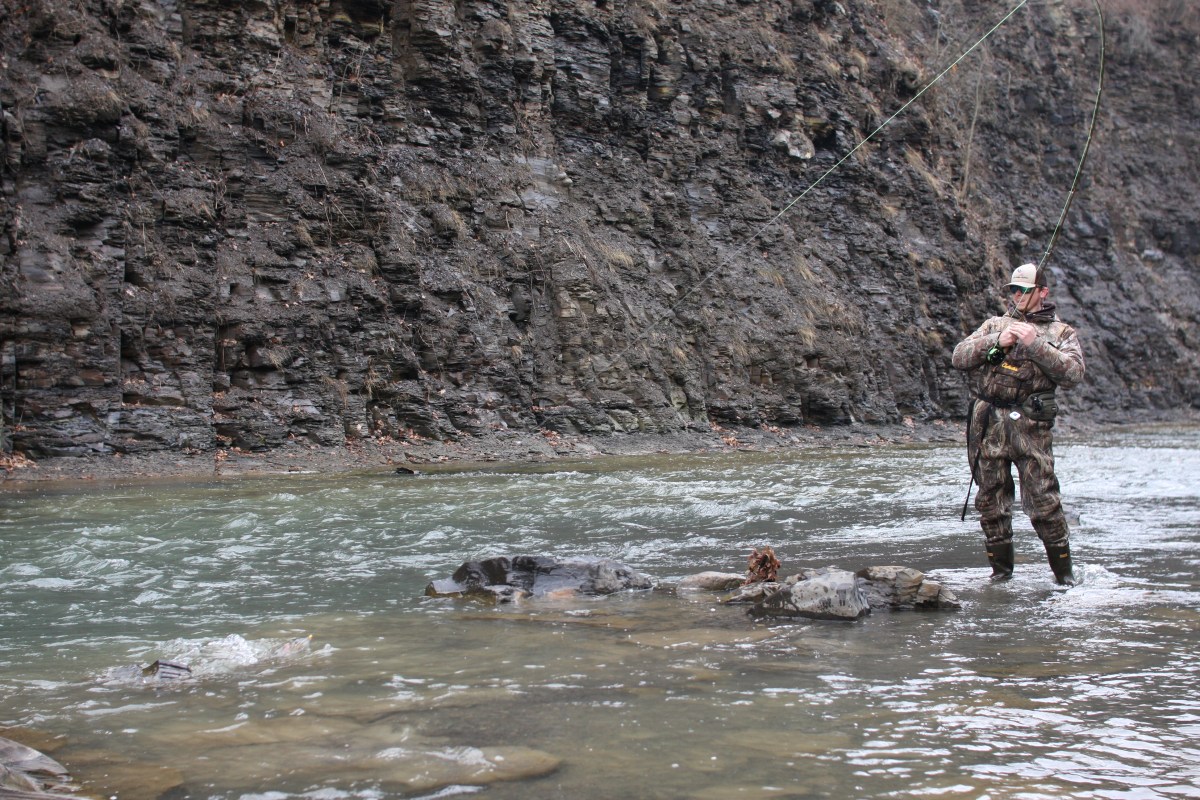 Steelhead In The Great Lakes: How Did They Get&nbsp;There?